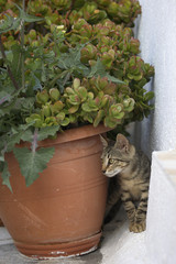 Young kitten behind plant pot