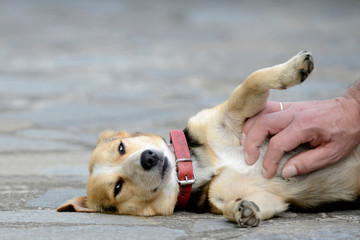 Hund und Hand