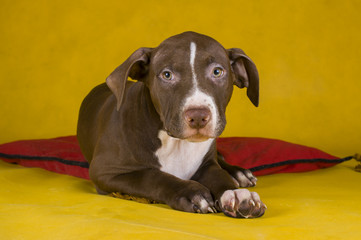 pit bull terrier puppy on yellow background