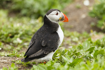 Papageitaucher (Fratercula arctica), Farne Islands, Northumberla