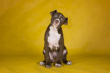 pit bull terrier puppy on yellow background