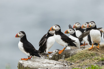 Papageitaucher (Fratercula arctica), Farne Islands, Northumberla