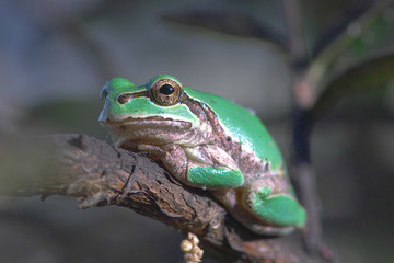 アマガエル