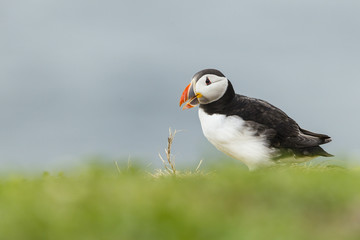 Papageitaucher (Fratercula arctica), Farne Islands, Northumberla