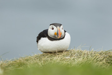 Papageitaucher (Fratercula arctica), Farne Islands, Northumberla