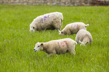 Naklejka na ściany i meble Schaf auf einer Wiese, Belford, Northumberland, England, Europa