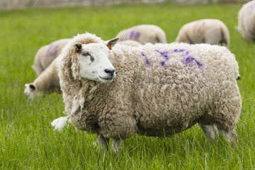 Schaf auf einer Wiese, Belford, Northumberland, England, Europa