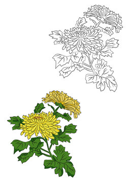菊のイラストー線画と色付き