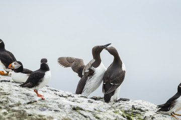 Fototapeta premium Trottellumme (Uria aalge), Farne Inseln, Northumberland, England