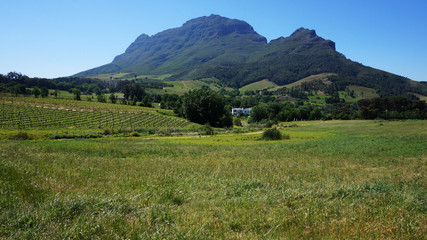 Fototapeta na wymiar Mountains in Stellenbosch wine region, outside of Cape Town, Sou