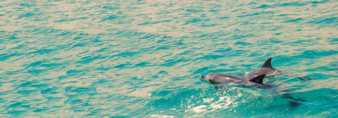 Australische Delphine © nik0.0kin