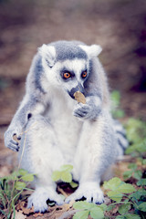 Lémurien maki catta