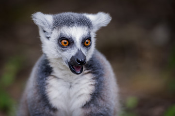 Portrait de lémurien maki catta