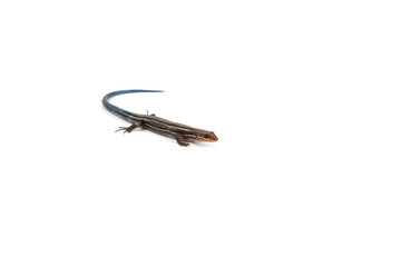 Blue Tailed Skink