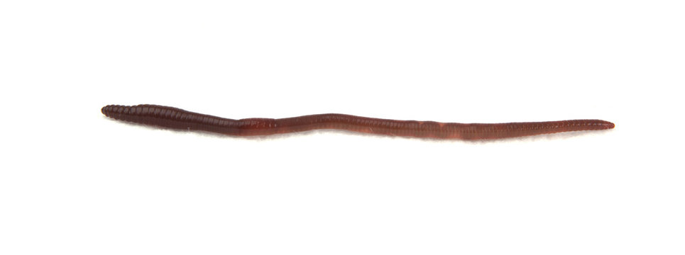 Earthworm