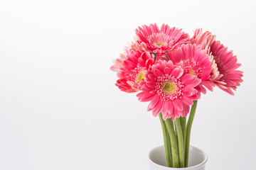 Pink gerbera flower