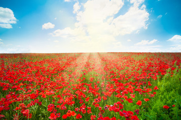 Sunrise over red poppy flowers