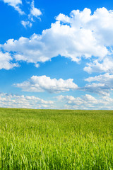 Wheat and sky