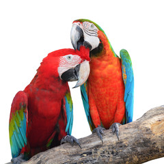 Naklejka premium Scarlet Macaw feathers