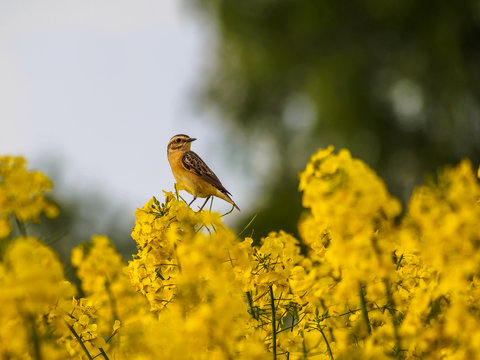 Winchat in the rape field