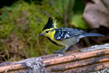 Colorful  Yellow-cheeked Tit (Parus spilonotus) bird of Thailand
