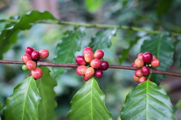 Coffee beans