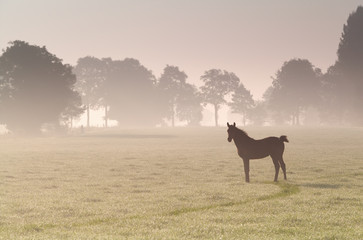 little foal on misty sunrise pasture