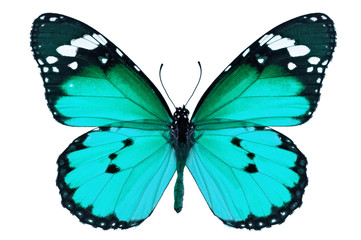 Obraz premium blue butterfly