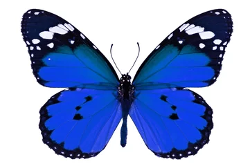 Plaid mouton avec photo Papillon papillon bleu