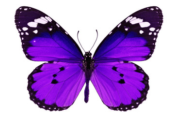 paarse vlinder