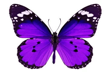 Printed roller blinds Butterfly purple butterfly