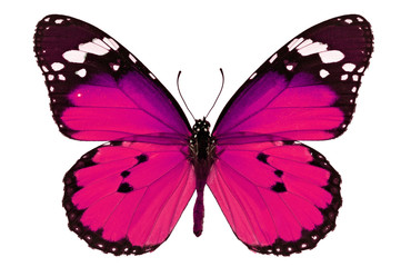 roze vlinder