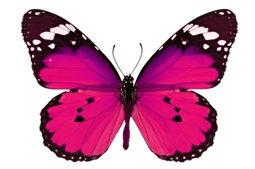 Fotobehang Vlinder roze vlinder