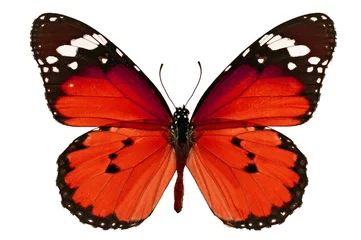 Crédence de cuisine en verre imprimé Papillon papillon rouge
