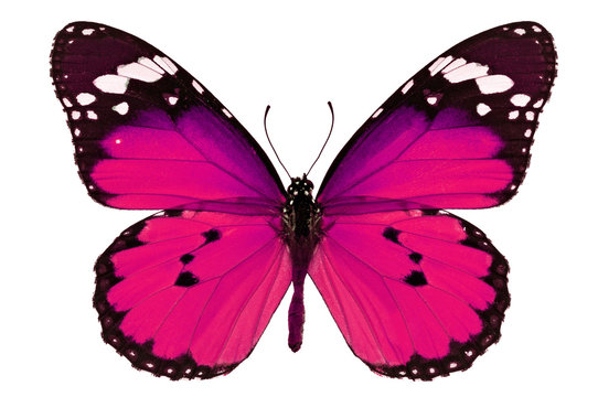 Fototapeta pink butterfly