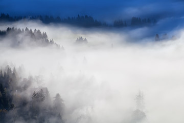 forests and meadows in dense morning fog