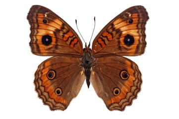Junonia genoveva butterfly