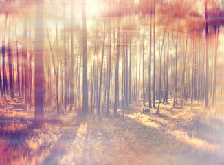 autumn forest sunbeams