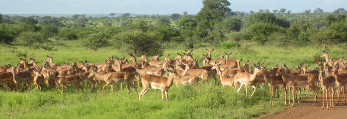 troupeau d'antilopes