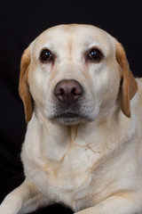 Labrador en pleine méditation