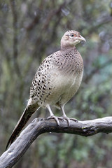Common pheasant, Phasianus colchicus