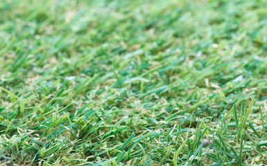 Artificial Grass