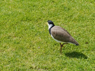 Masked Lapwing or Masked Plover in Australia