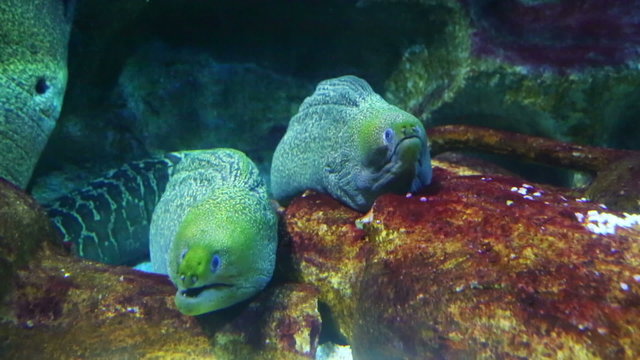 two large moray underwater closeup