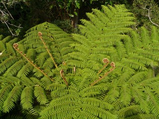 New shoots in a soft tree fern in Australia