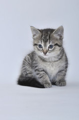 Obraz premium Tabby kitten