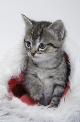 kitten sat in a santa hat
