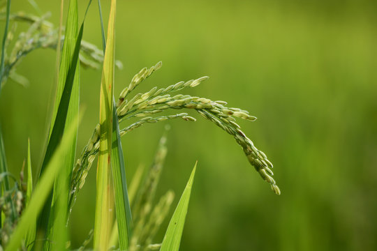 Rice plant with grain