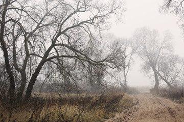 Fototapeta na wymiar autumn landscape in the fog