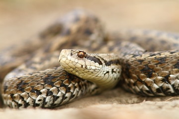 closeup of meadow viper